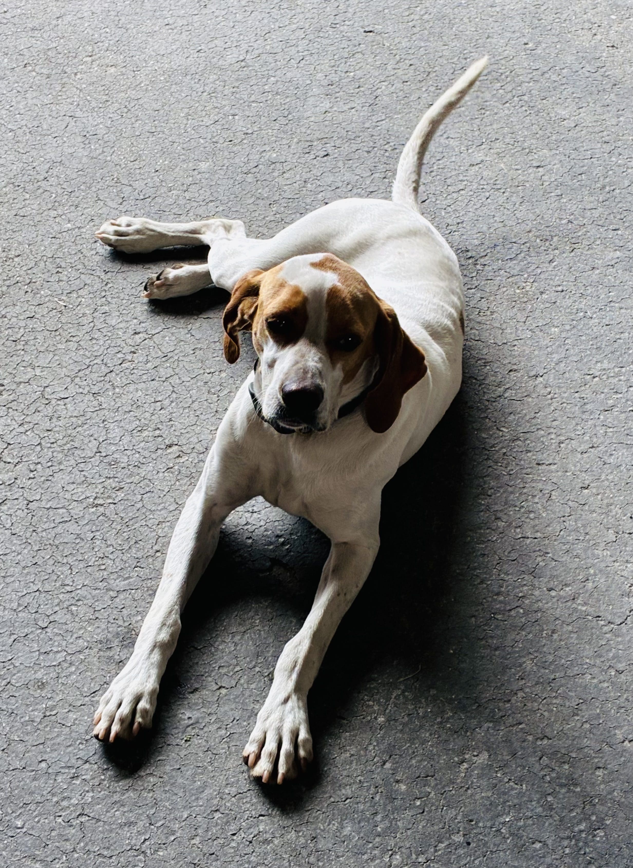 Dog lying on a concrete surface.