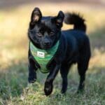 Black dog running on grass wearing harness. Black dog running on grass wearing harness.