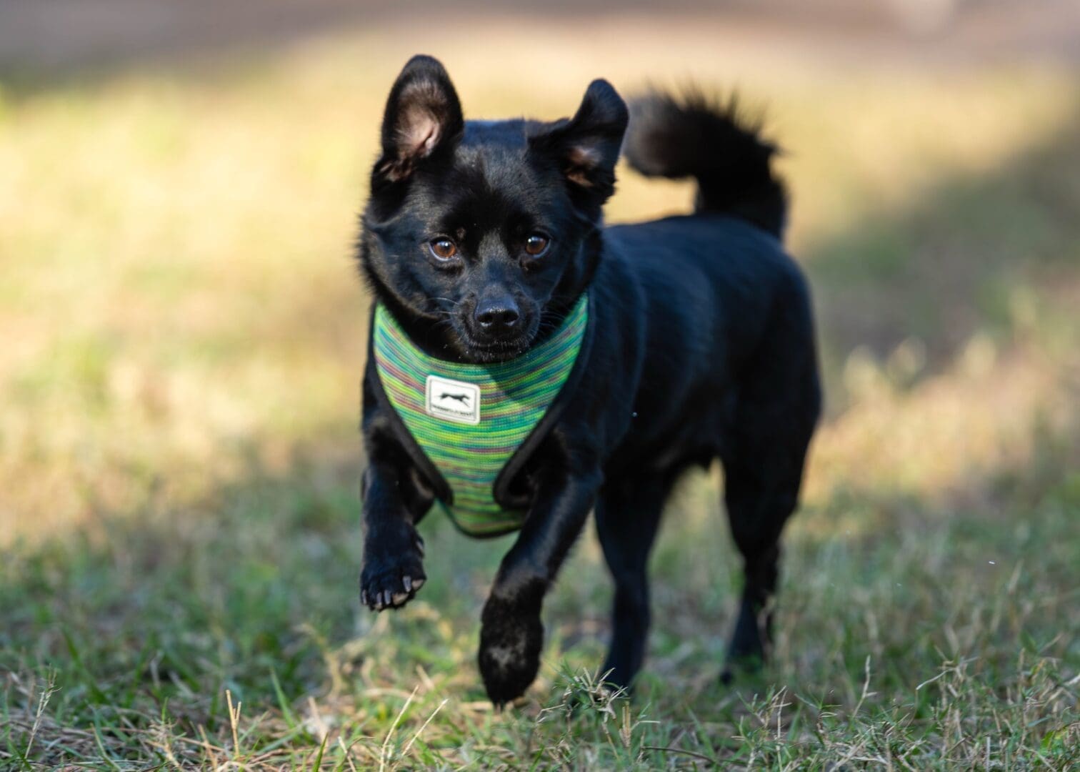 Black dog running on grass wearing harness. Black dog running on grass wearing harness.