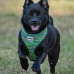 Black dog running on grass, wearing harness. Black dog running on grass, wearing harness.