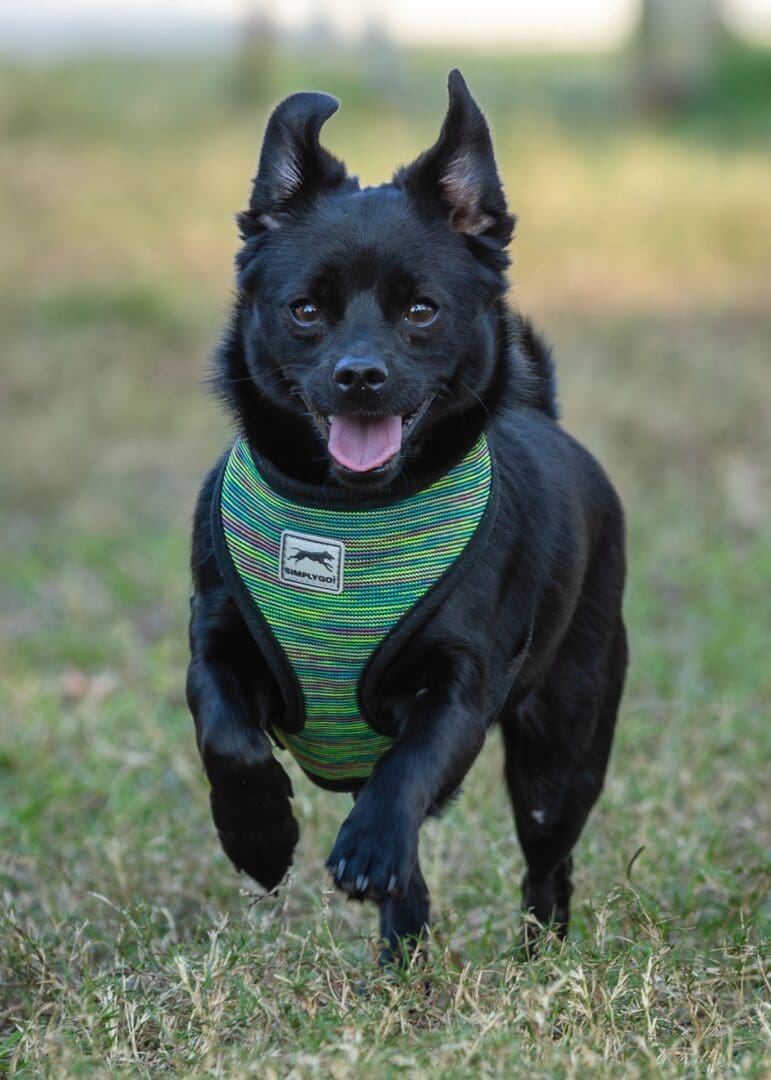 Black dog running on grass, wearing harness. Black dog running on grass, wearing harness.