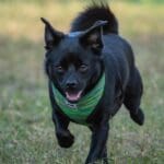 Black dog running on grassy field. Black dog running on grassy field.