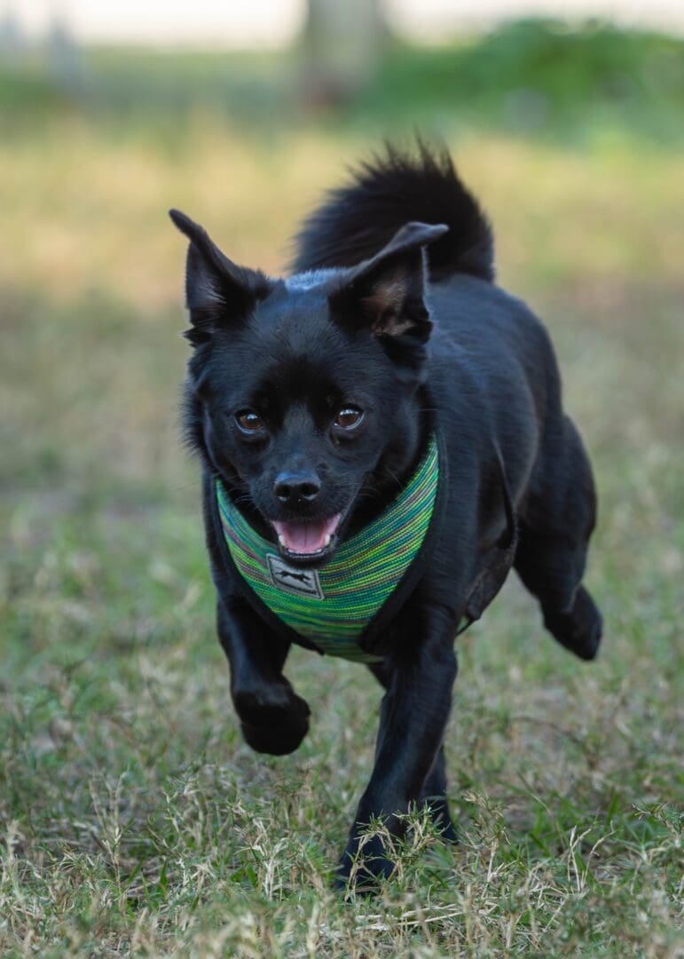 Black dog running on grassy field. Black dog running on grassy field.