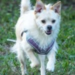 Small dog running on green grass.