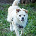Small dog walking on green grass.