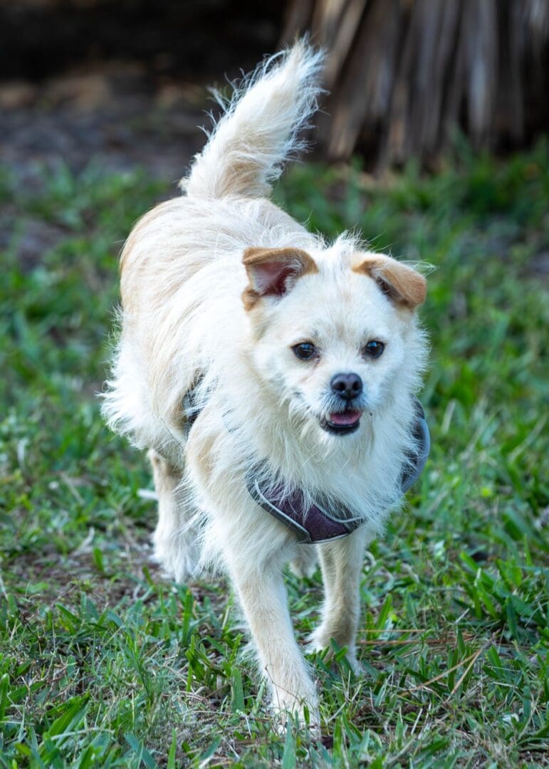 Small dog walking on green grass.