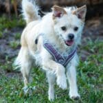 Small dog wearing harness walking on grass.