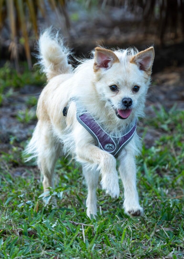 Small dog wearing harness walking on grass.
