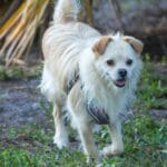 Small fluffy dog walking on grass.