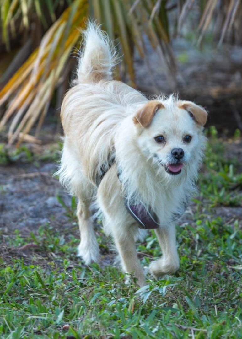 Small fluffy dog walking on grass.