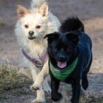 Two dogs running together outside.