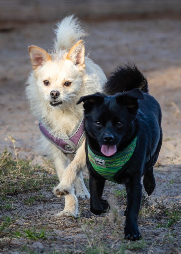 Two dogs running together outside.