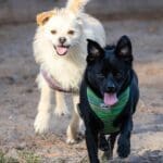 Two dogs running on sandy ground.
