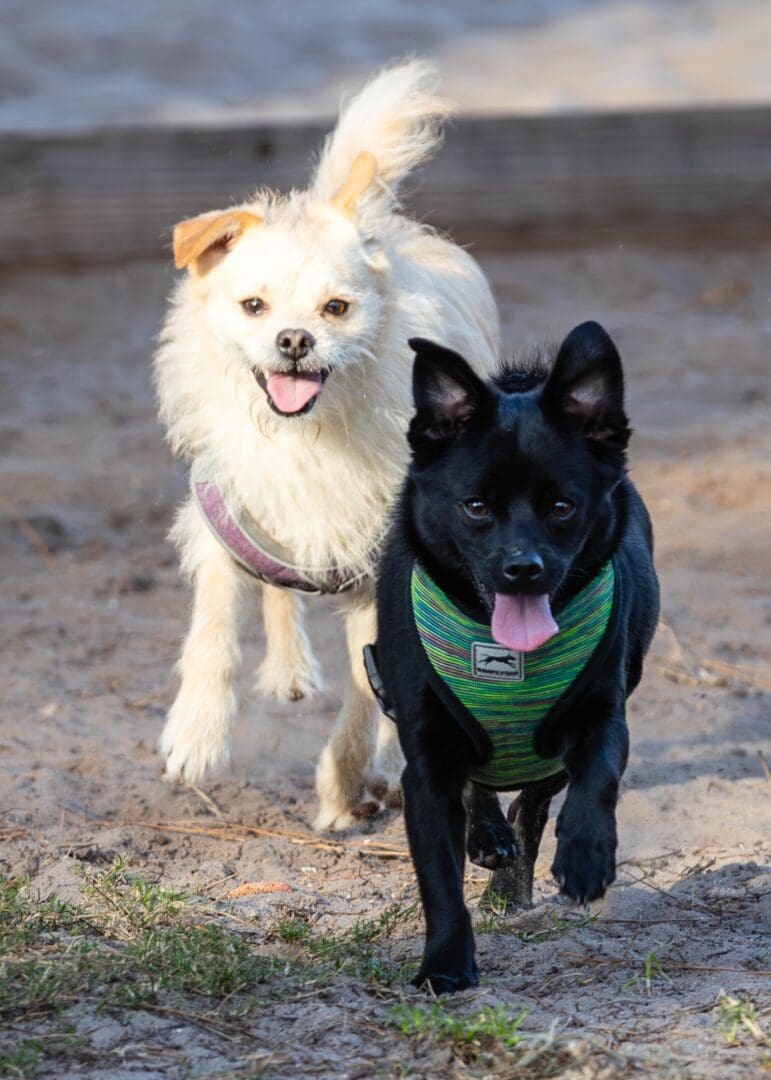Two dogs running on sandy ground.