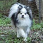 Fluffy dog walking on grass near fence.
