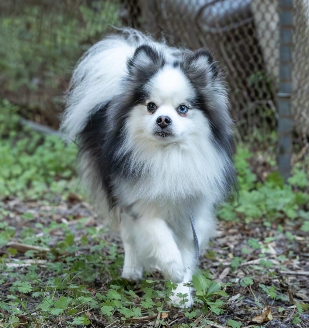 Fluffy dog walking on grass near fence.