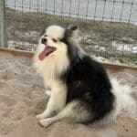 Fluffy dog sitting on sandy ground, yawning.