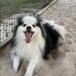 Fluffy dog lying on sandy ground, smiling.