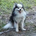 Fluffy dog sitting by a chain-link fence.
