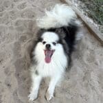 Fluffy dog on sandy ground, tongue out.