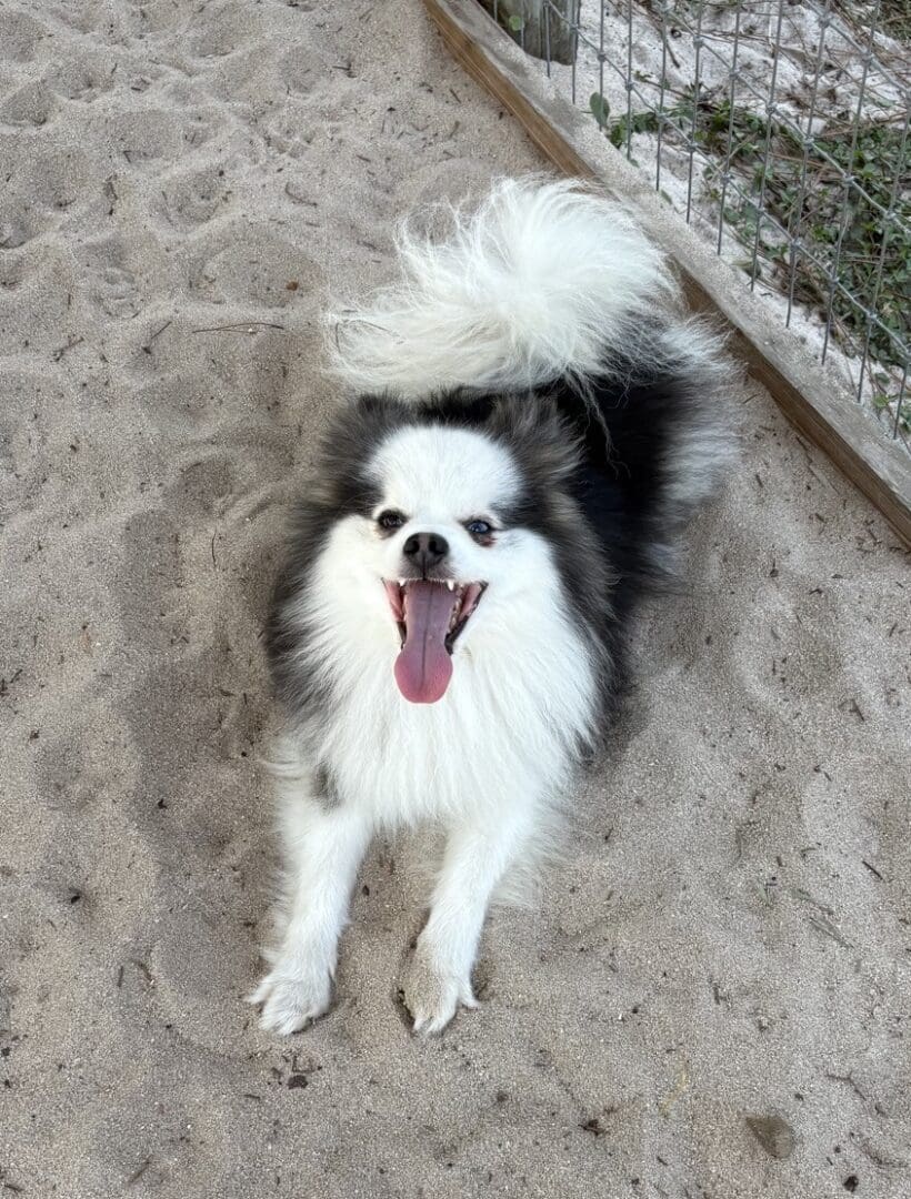 Fluffy dog on sandy ground, tongue out.