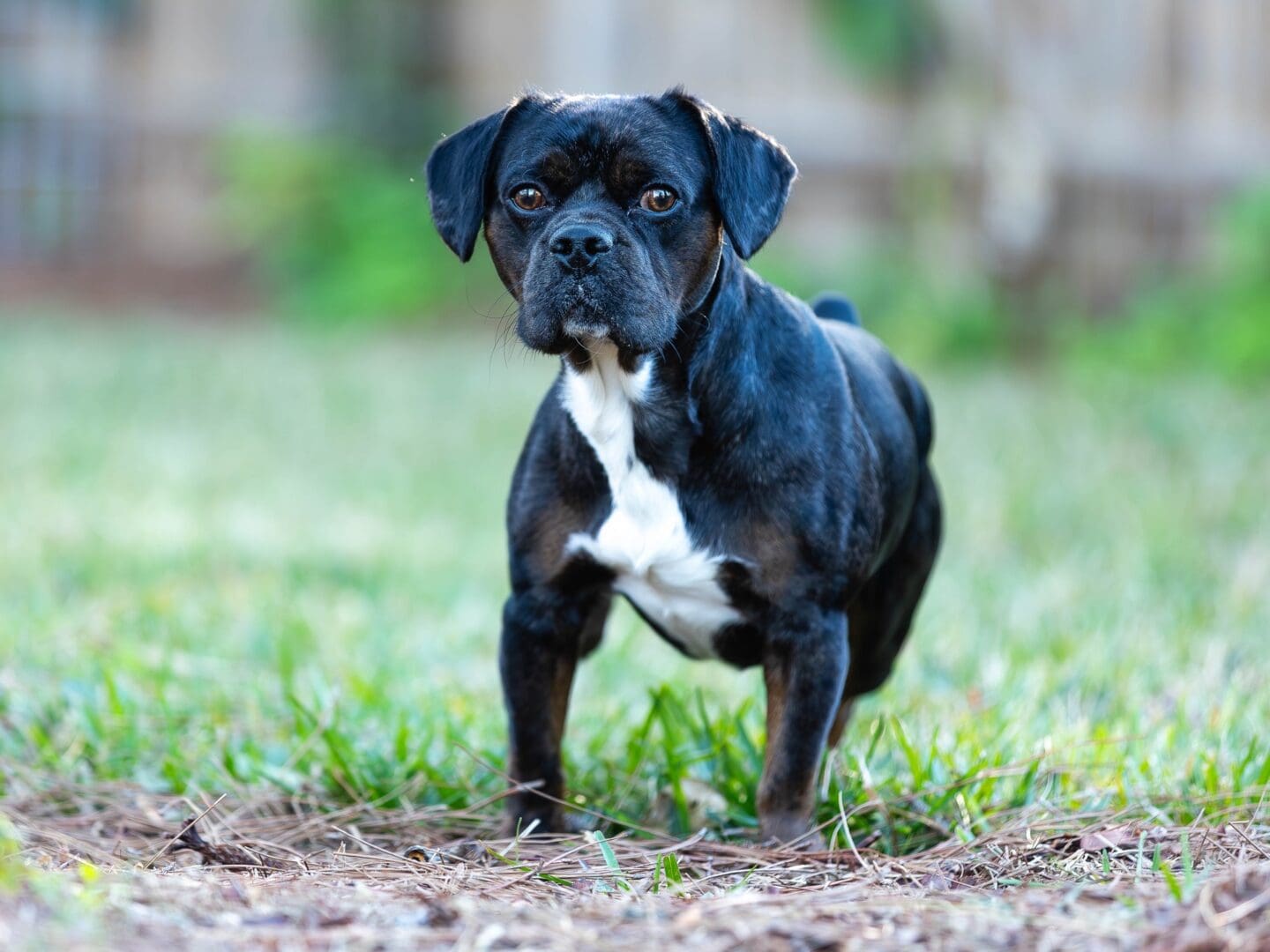 Black and white dog standing on grass.