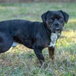 Black dog standing on grass outdoors.