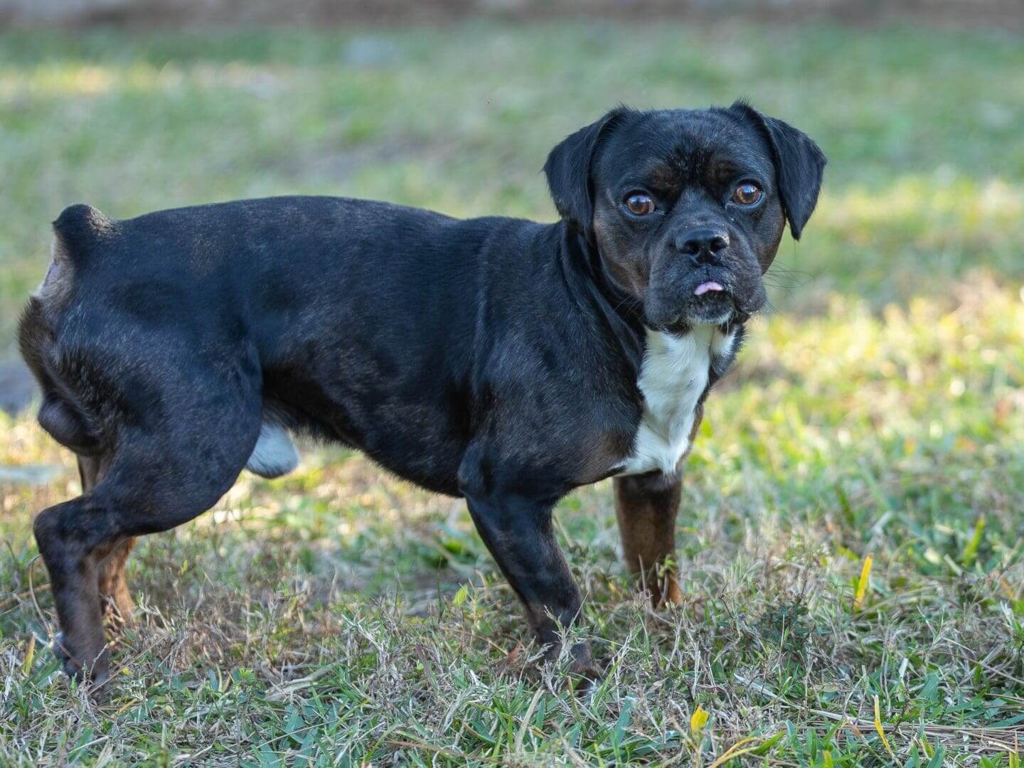 Black dog standing on grass outdoors.