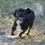 Happy dog running on grassy field.