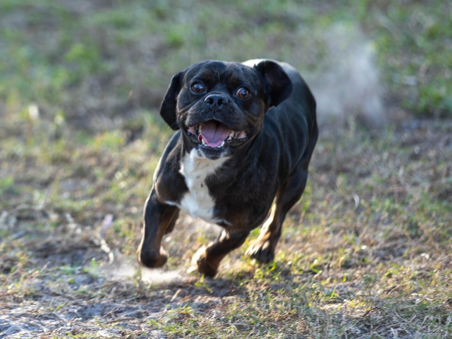Happy dog running on grassy field.