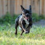 Dog running energetically on grassy lawn.
