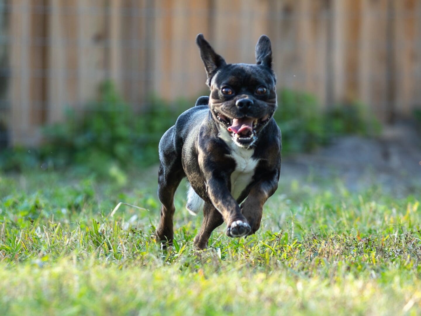Dog running energetically on grassy lawn.