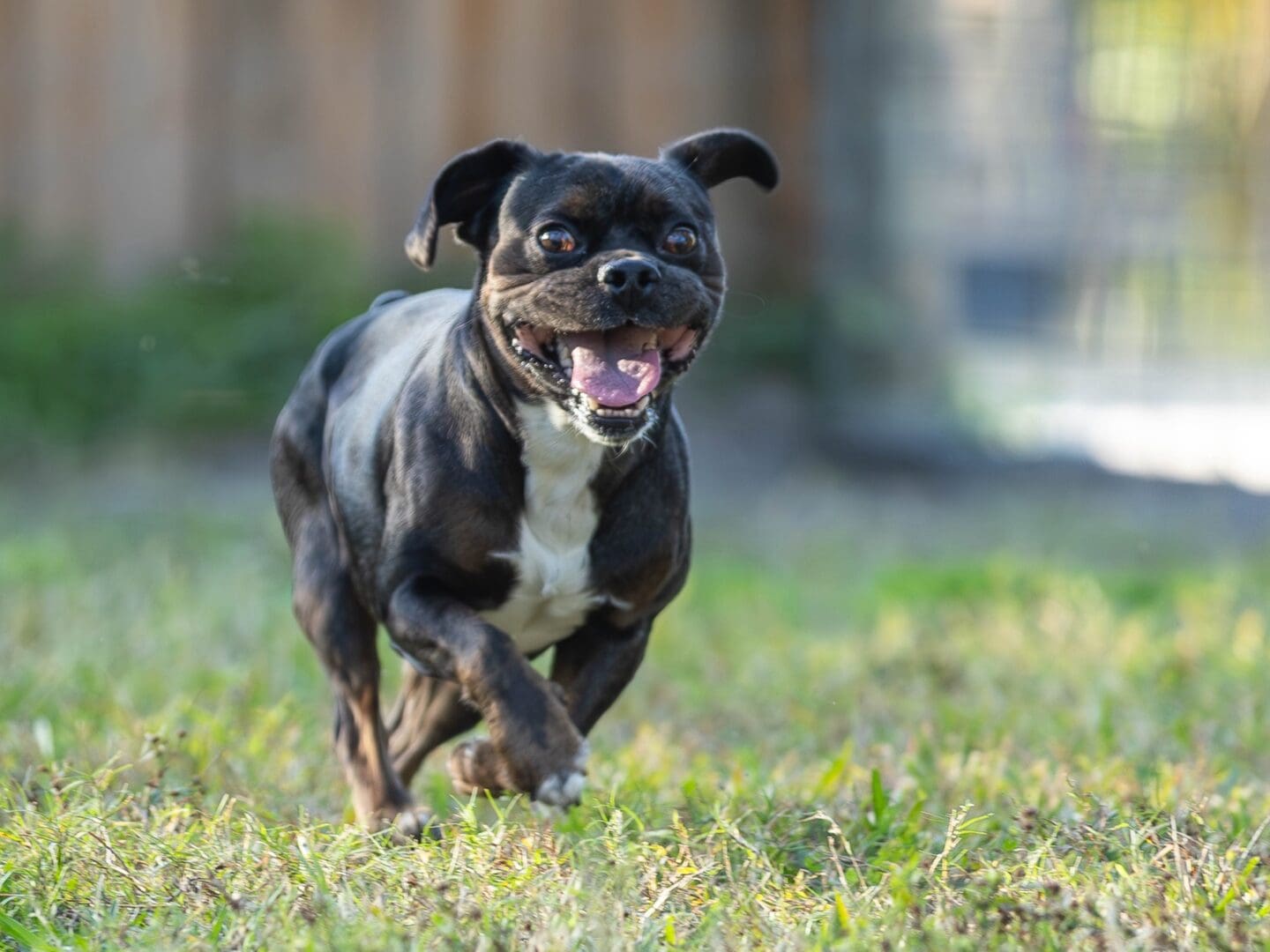 Happy dog running on grass field.
