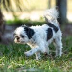 Small dog walking on grass outdoors. Small dog walking on grass outdoors.