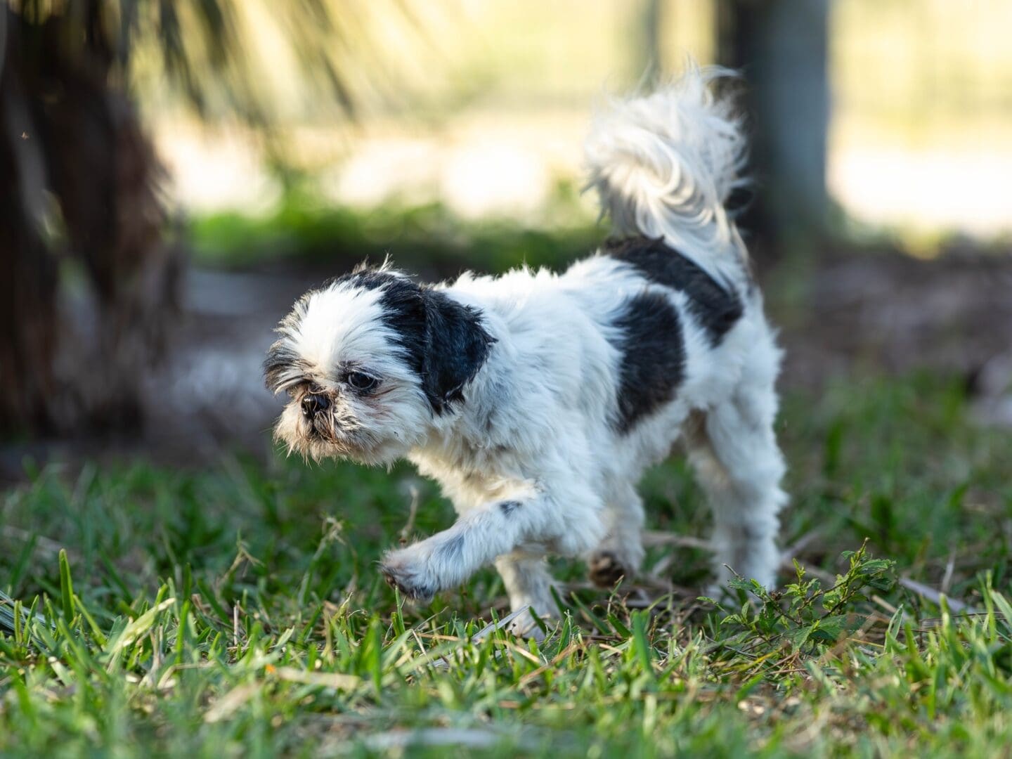 Small dog walking on grass outdoors. Small dog walking on grass outdoors.