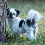 Shih Tzu dog standing near a tree.