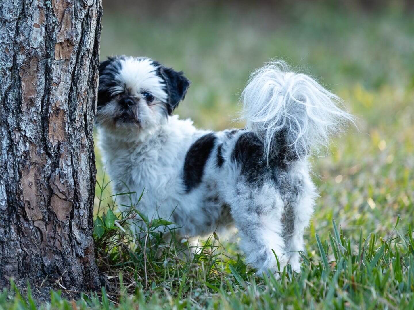 Shih Tzu dog standing near a tree.