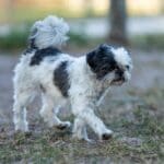 Small black and white dog walking outside. Small black and white dog walking outside.