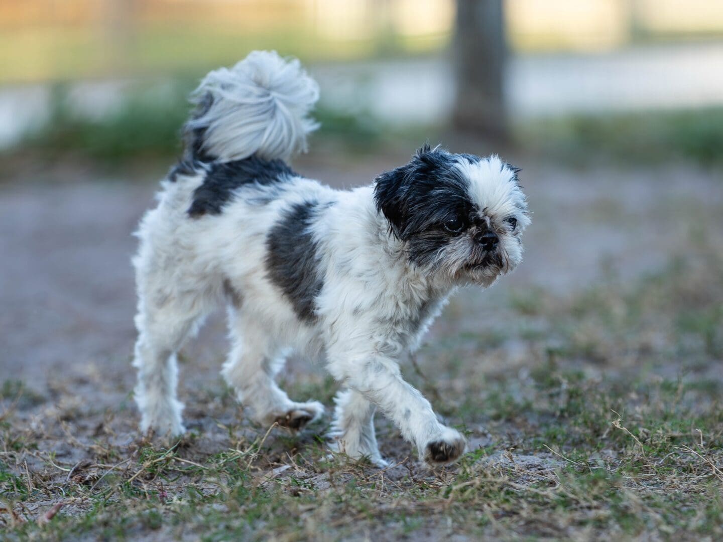 Small black and white dog walking outside. Small black and white dog walking outside.