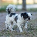 Small dog walking on grassy ground outdoors. Small dog walking on grassy ground outdoors.