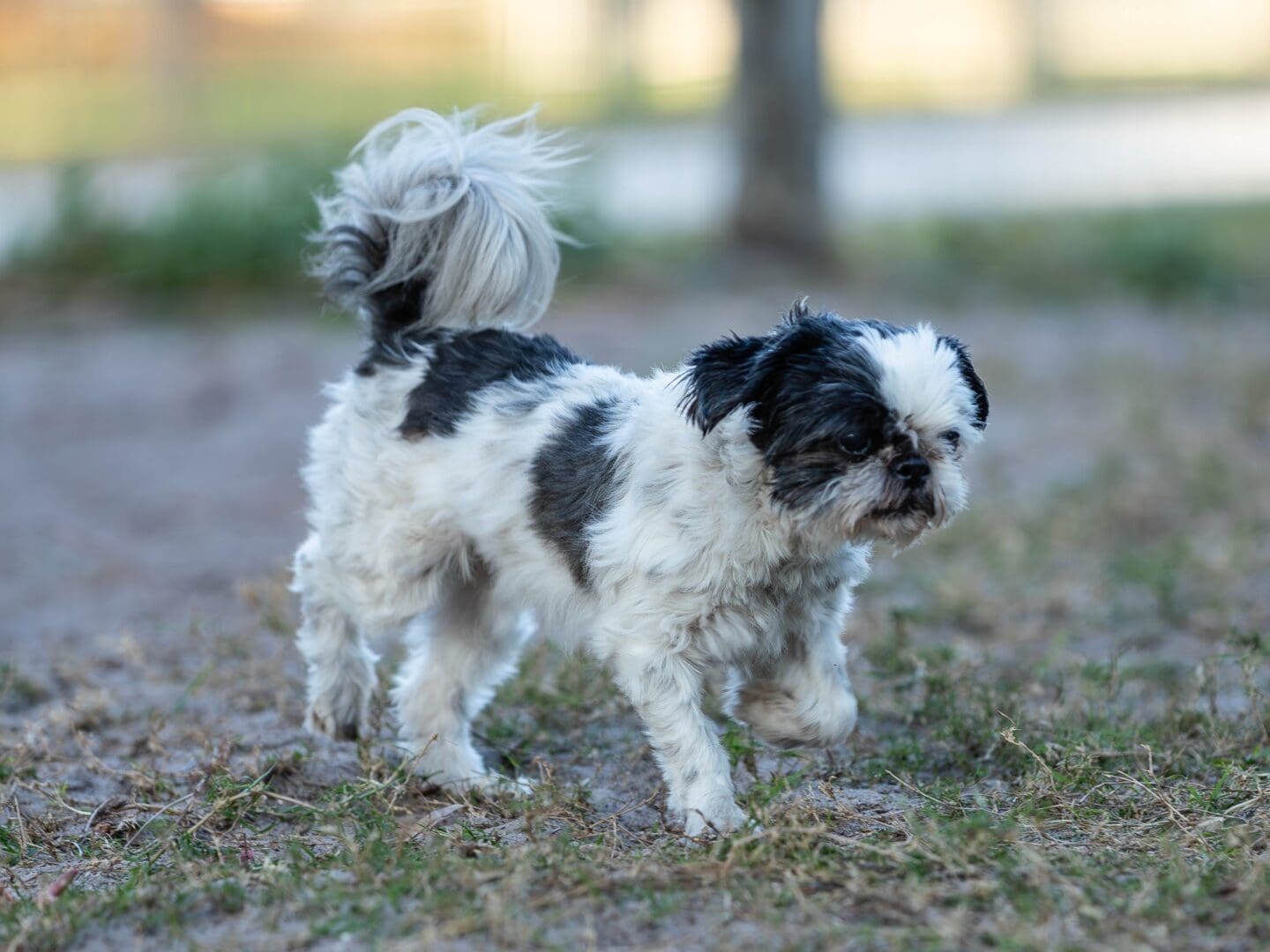 Small dog walking on grassy ground outdoors. Small dog walking on grassy ground outdoors.