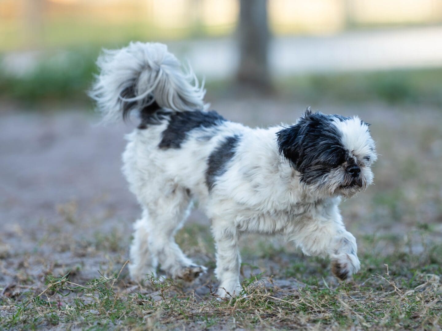 Small black and white dog walking outside. Small black and white dog walking outside.