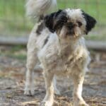 Small dog standing near blue toy outdoors. Small dog standing near blue toy outdoors.
