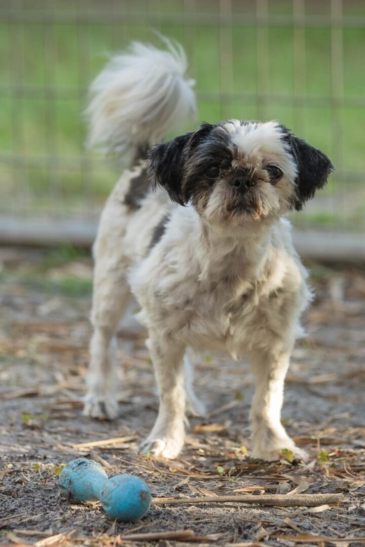 Small dog standing near blue toy outdoors. Small dog standing near blue toy outdoors.